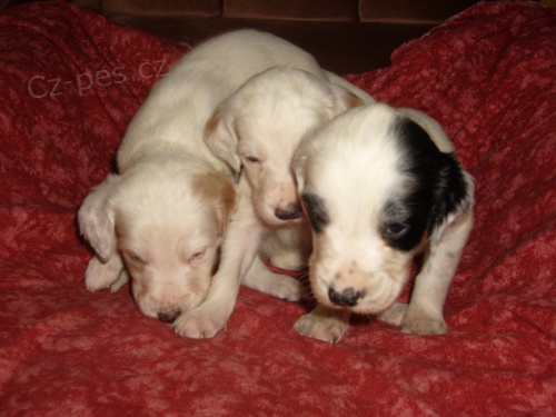 prod�m �t��ata Anglick�ho setra