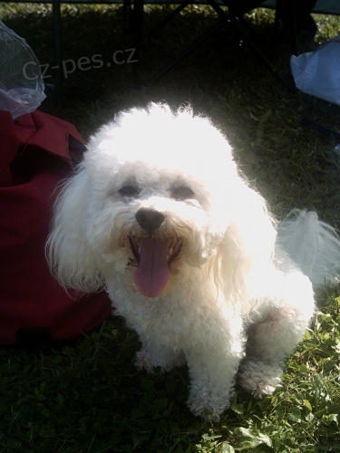 Nab�z�m kryt� Bolo�sk�m ps�kem