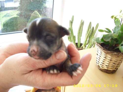 ��nsk� chocholat� pes