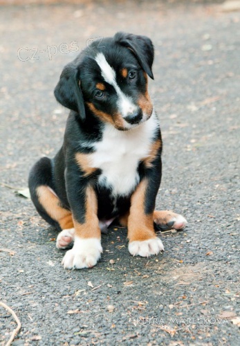 Hl�da�, sportovec a v�rn� spole�n�k !