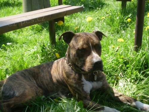 Americk� staford��rsk� teri�r pes na kryt�