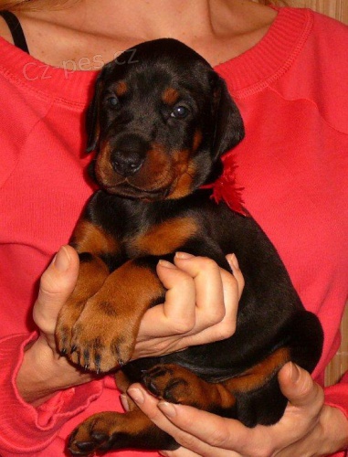 Dobrman - �t���tka