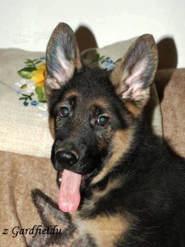 N�meck� ov��k - 3 m�s��n� pejsek s PP