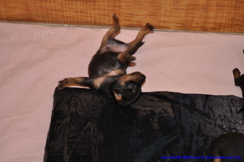 Pra�sk� krysa��k