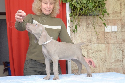 V�marsk� oha� kr�tkosrst� - �t�n� (pejsek) s PP