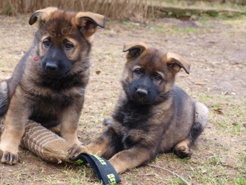 N�meck� ov��k �t���tka s PP