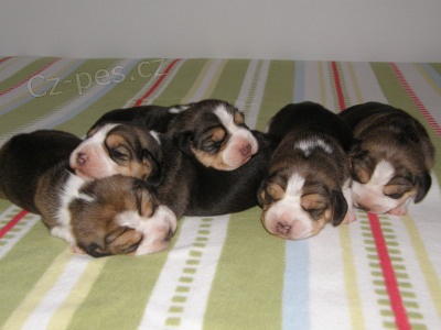 �t���tka b�gla za rozumnou cenu