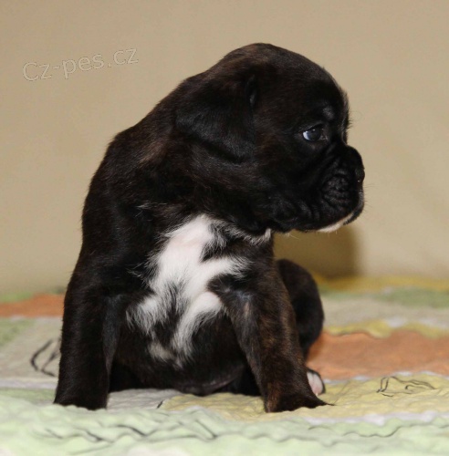 Boxer - spole�n�k  s charakterem