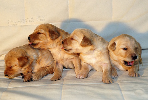 �t��ata hovawarta s PP