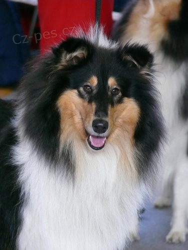 Kolie dlouhosrst� sPP