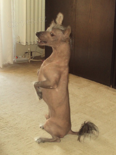 Kryt� ��nsk�ho Chocholat�ho psa