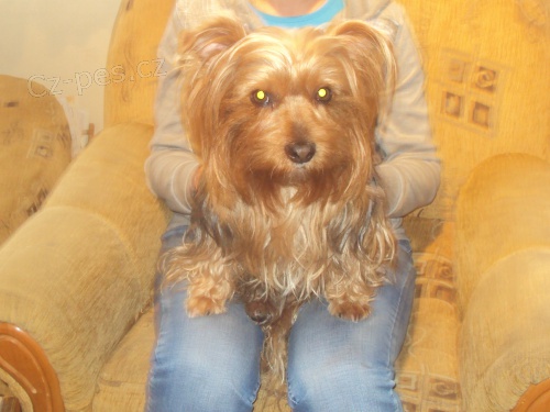 Kryt� australsk� teri�r