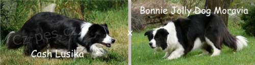 Zad�me �t���tka border kolie s PP