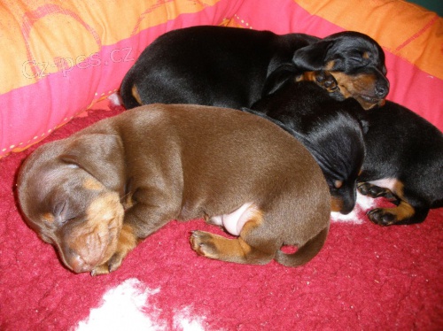 Jezev��k hladkosrst� trpasli��/kr�li��