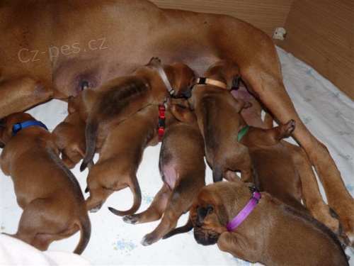 Rhod�sk� ridgeback - �t���tka s pp