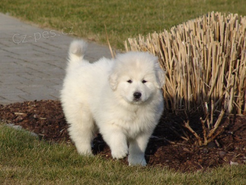 Slovensk� �uva� s PP