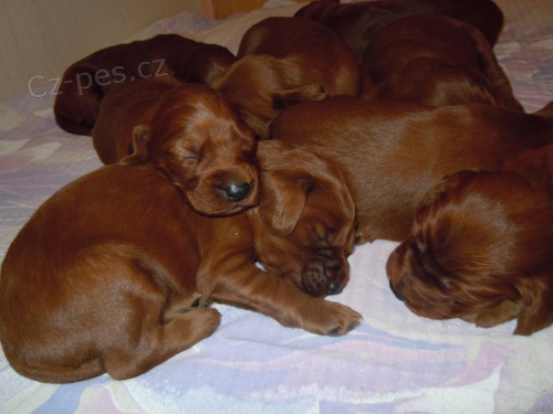 �t��� irsk�ho setra/�t��ata irsk� setr