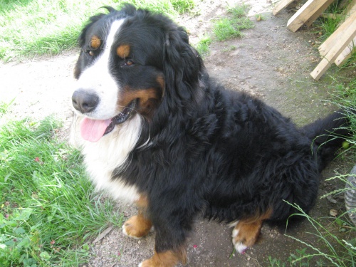 nab�dka kryt� BSP