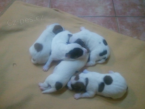 Parson Russell Terier    prodej �t��at