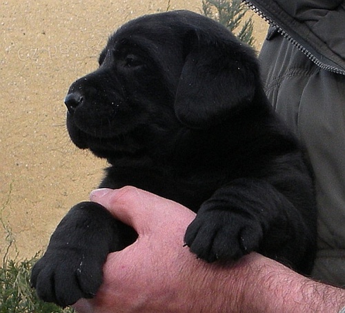 Labrador Retriever �t�n� pejska s PP