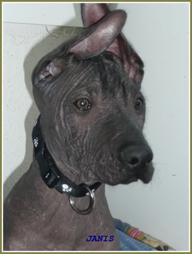 Peru�nsk� nah�� velk�