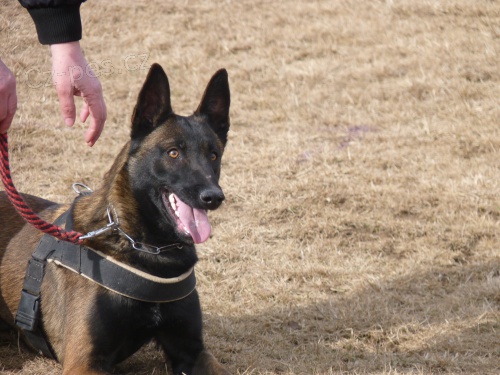Belgick� ov��k malinois s PP-fenka