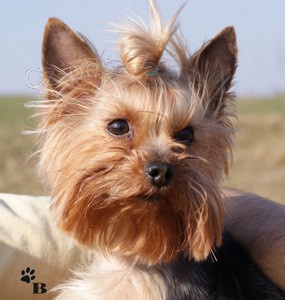 Jork��rsk� teri�r - kryt�