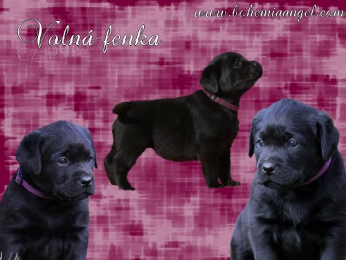 �t��ata labradora s PP - fenky