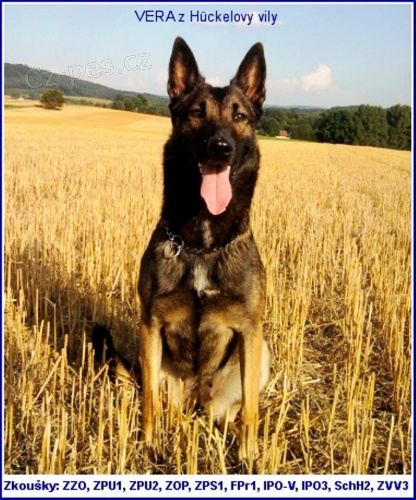ZAD�M �T���TKA MALINOISE s PP