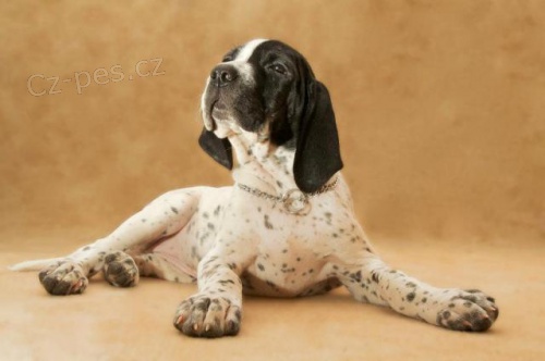 AUVERGN�SK� OHA�