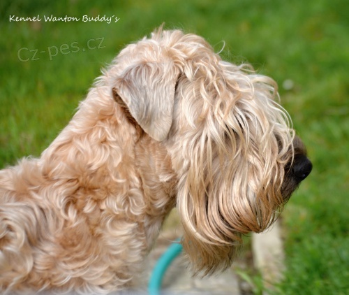 �t���tka Irish soft coated wheaten terrier 