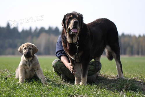 �pan�lsk� mastin s PP