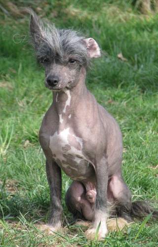 ��nsk� chocholat� pes nah��