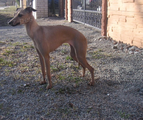 ITALSK� CHRT�K FENKA S PP