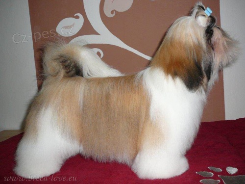 Shih-tzu �t���tka na prodej