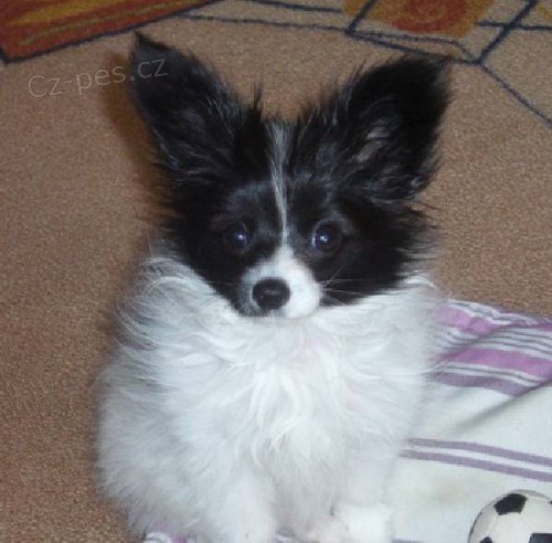 Mot�lek - Papillon