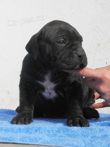 �t��ata kan�rsk� dogy po �pi�kov�ch rodi��ch