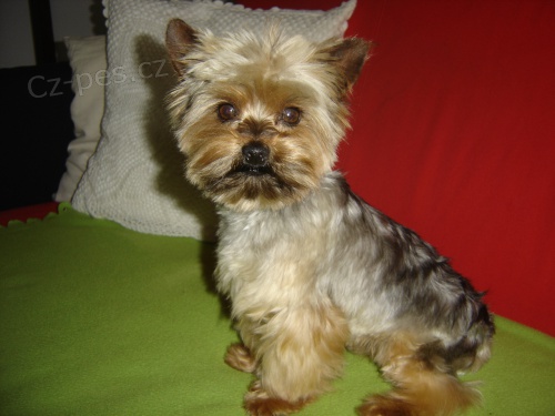 Jork��rsk� ter.-kryt�