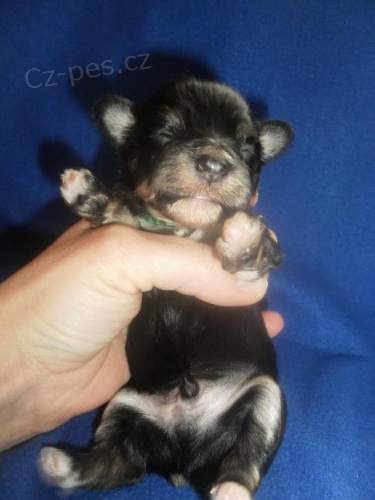 Havansk� ps�k (bi�onek)