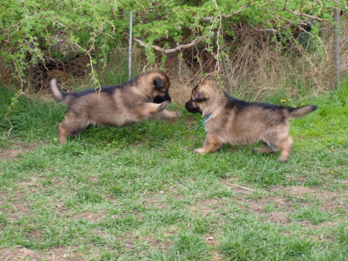 N�meck� ov��k �t���tka s PP