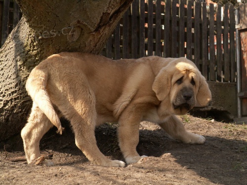 �pan�lsk� mastin s PP �t���tka