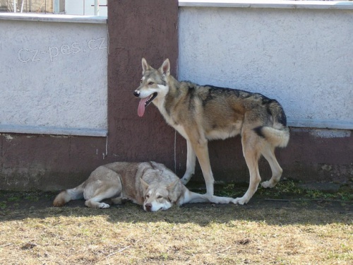 Saarloos�v Vl��k