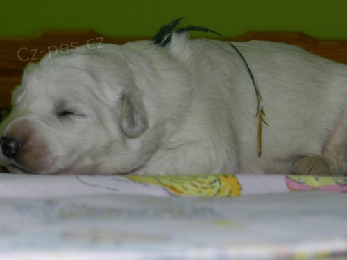 Slovensk� �uva�