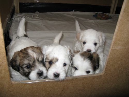 �t���tka Coton de Tulear