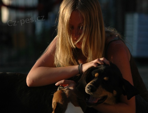 Popt�vka pr�ce se zv��aty