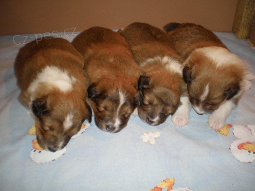 �eltie zlat� �t. s PP