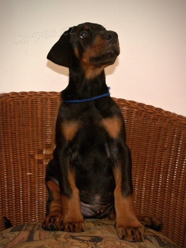 Dobrman - kr�sn� �t���tka s PP