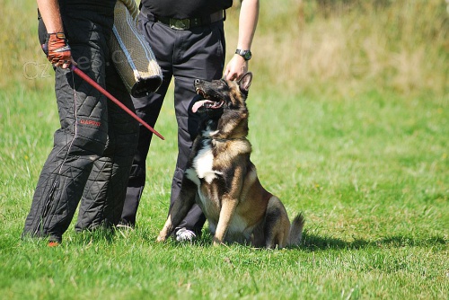 nab�dka ke kryt� - belgick� ov��k malinois