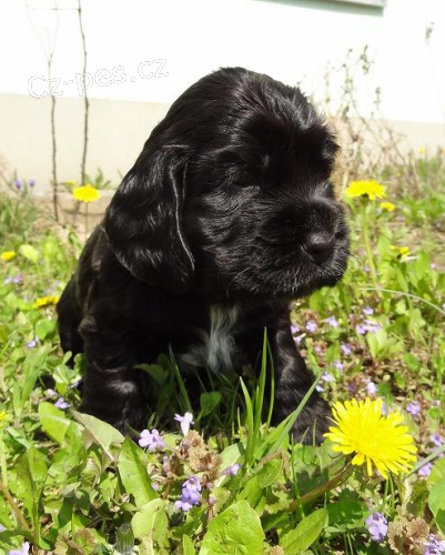 Anglick� kokr�pan�l- �ern� fenka s pp na prodej