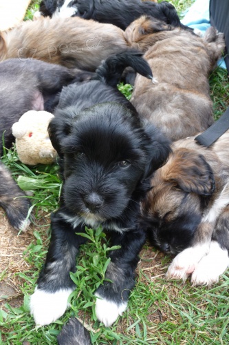 �t���tka  - voln� pejsek!